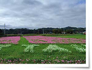 南庄員林村冬季花海